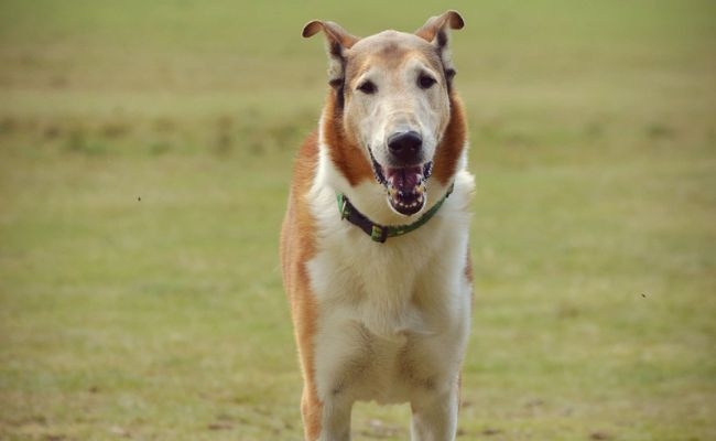 Cuba, the Smooth Collie