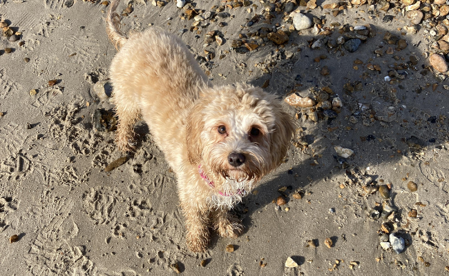 A golden dog with sandy paws is standing on a sand and pebble lined beach after a day of fun at the seaside.