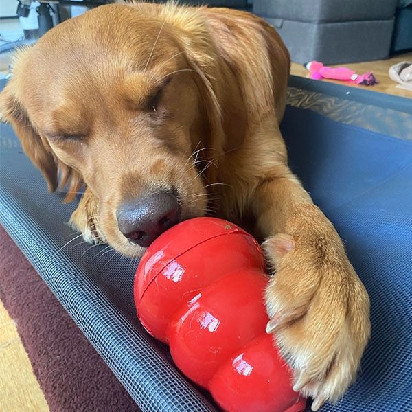 Peanut butter filled kong