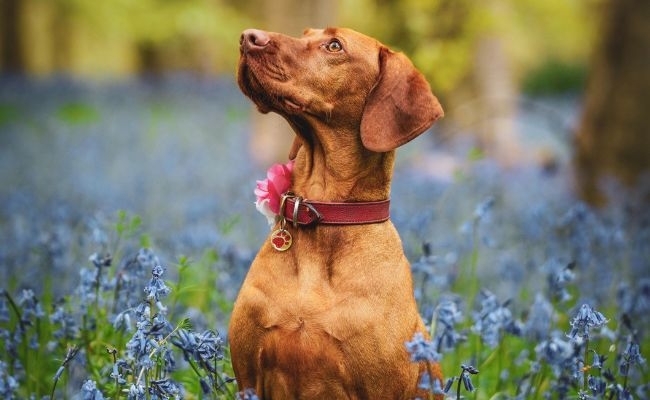 Ari, the Hungarian Vizsla