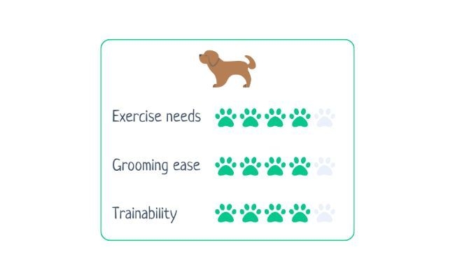 Japanese Spitz  Exercise Needs 4/5 Grooming Ease 4/5 Trainability 4.5