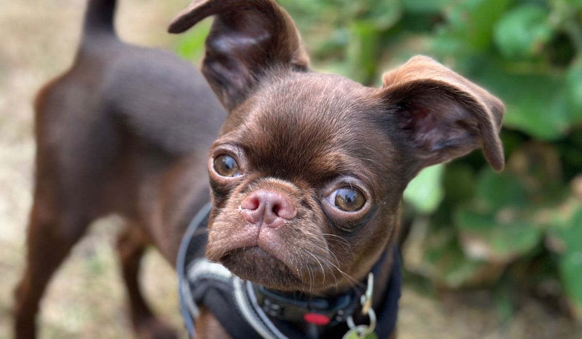 A small, brown dog with floppy ears wearing a black harness is standing on a path.