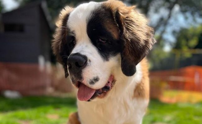 Lola, the St Bernard