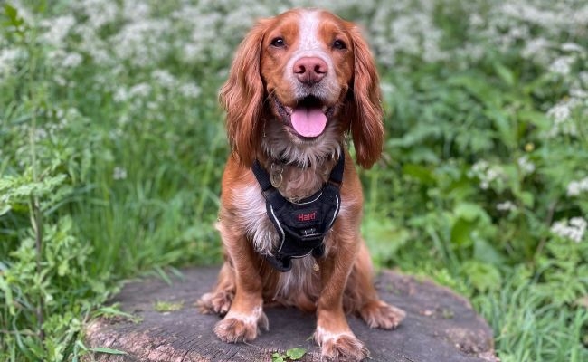 Doggy member, Walter, the Cocker Spaniel sitting pretty on a large tree stump in the meadow