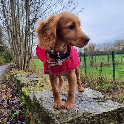 A sweet Cocker Spaniel standing on a small rock looking off to the right into the distance