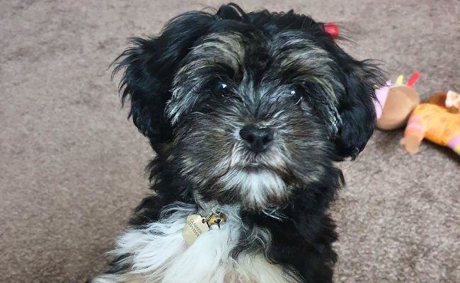 Doggy member Peppa, the Lhasa Apso, lying on the floor with her plush toy behind her