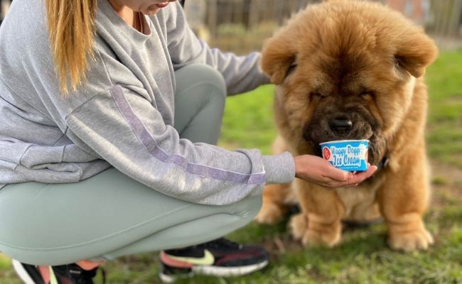 Rufus the Chow Chow enjoying a tub of Waggy Doggy Ice Cream