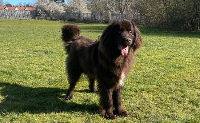 Ivar, the Newfoundland