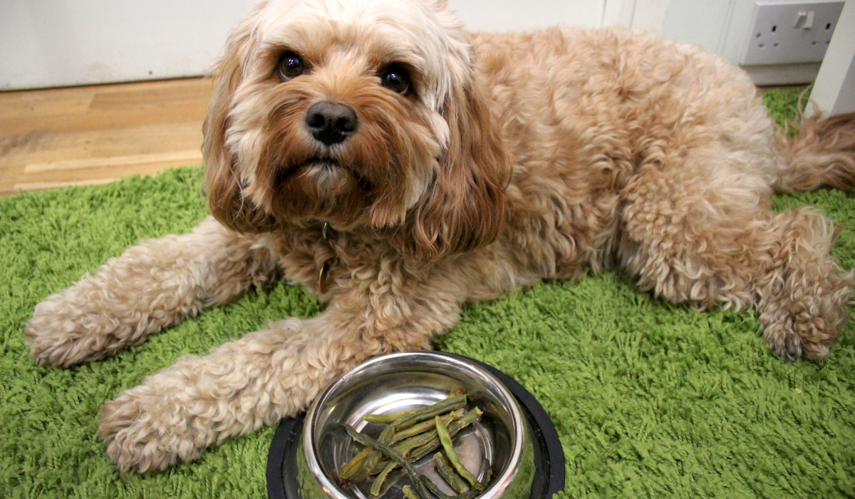 A small, fluffy dog waits patiently next to a bowl of crusted green beans.