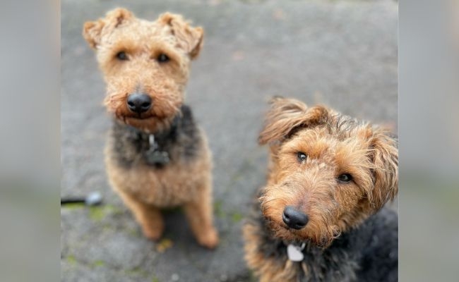 Doggy members Rocky and Mabel, the Welsh Terriers both sat looking intently at the camera