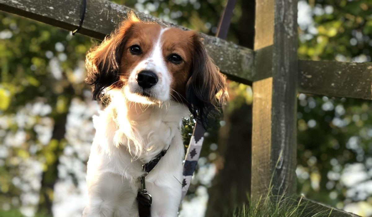 Rare Dog Breeds: a Kooikerhondje 