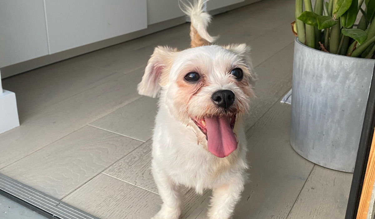 A happy, white Shih Tzu stands at the entrance of a kitchen enjoying their dog friendly holiday!