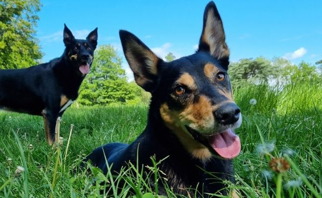 Oakley and Ace, the Australian Kelpies