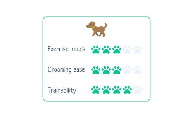 Klein German Spitz Exercise Needs: 3/5 Grooming Ease: 3/5 Trainability: 4/5