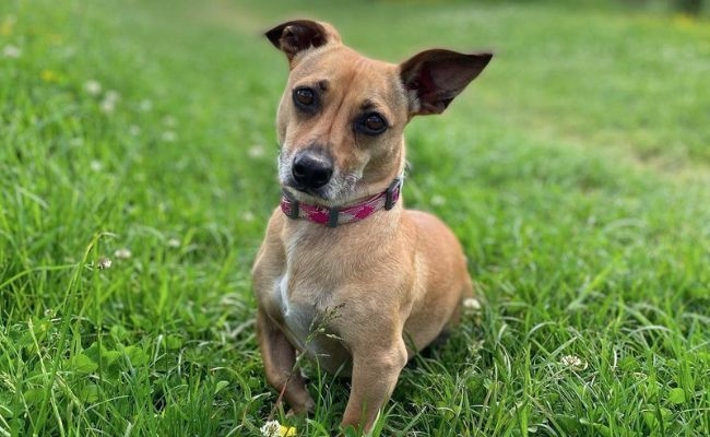 Peppa, the Cross Breed enjoying a walk at a National Trust spot