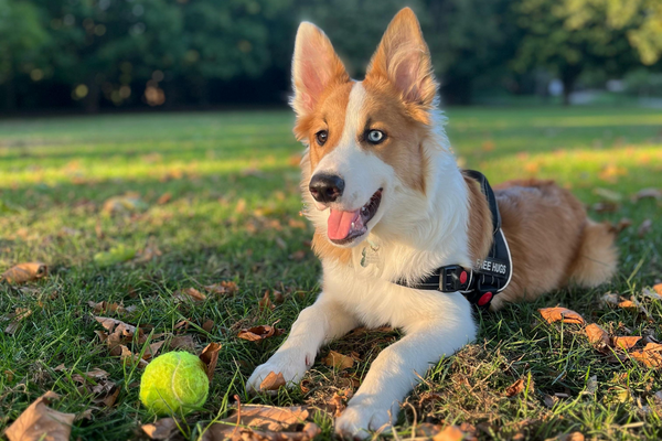 Koda, the Border Collie, with a tennis ball