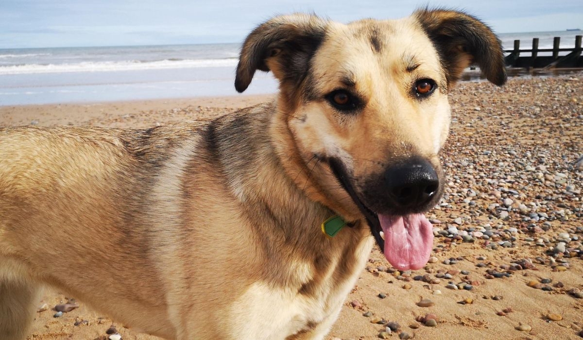 Anatolian Shepherd Dog