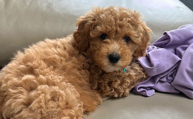 Doggy member Teddy, the Cross Breed, curled up on the sofa with their owner's sweatshirt