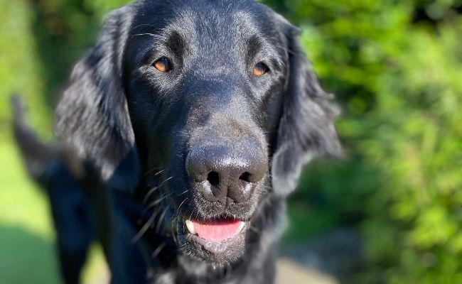 M, the Flat Coated Retriever