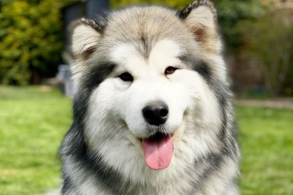 Ayra, the Alaskan Malamute