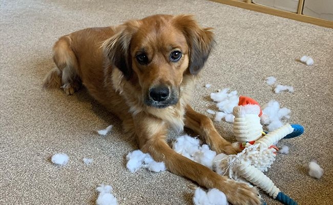 Doggy member Bella lies in a pile of stuffing from destroying a toy