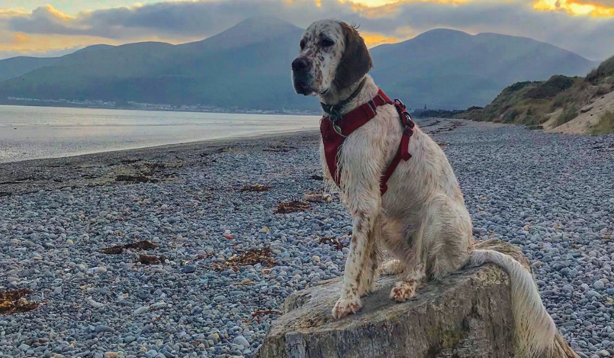 English Setter