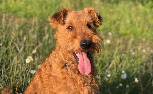 Bono, the Irish Terrier