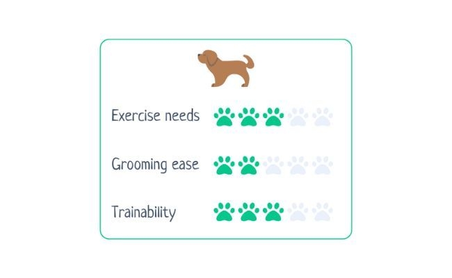 St Bernard  Exercise Needs 3/5 Grooming Ease 2/5 Trainability 3/5