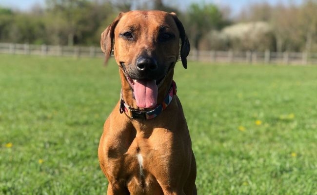 Mabel, the Rhodesian Ridgeback