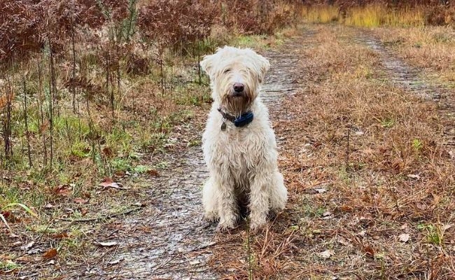 Aoife, the Wheaten Terrier