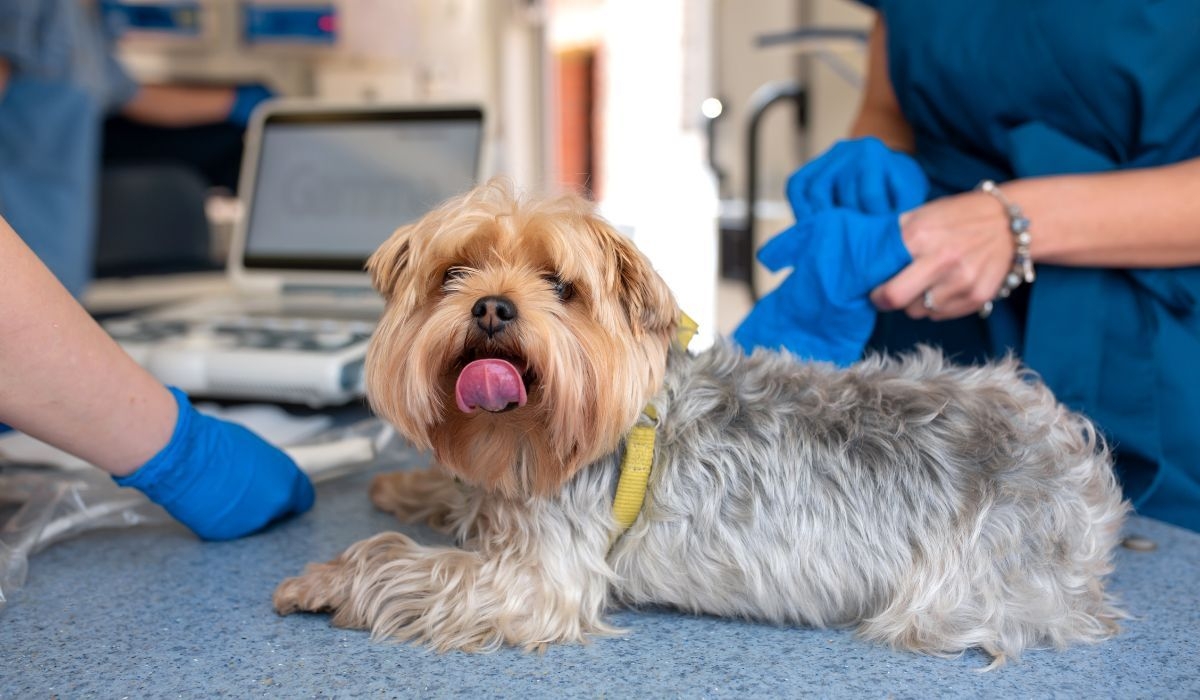 Local vets in North Yorkshire