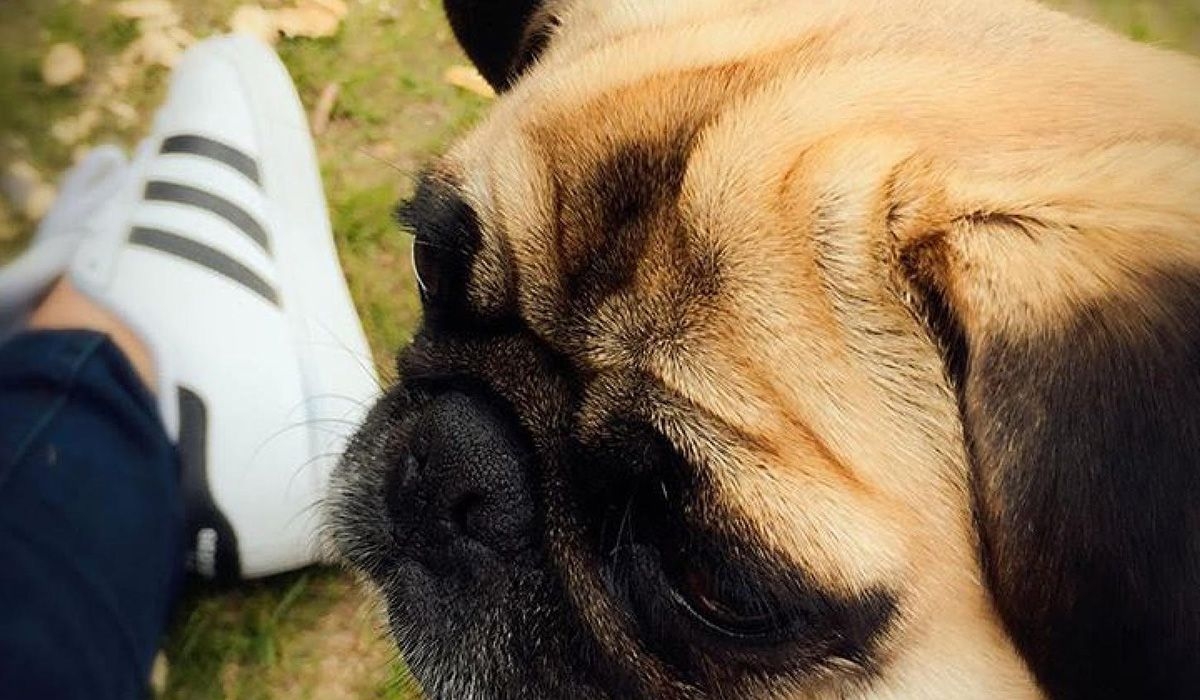 Vader's black and tan face is in the foreground, with someone's foot in the background