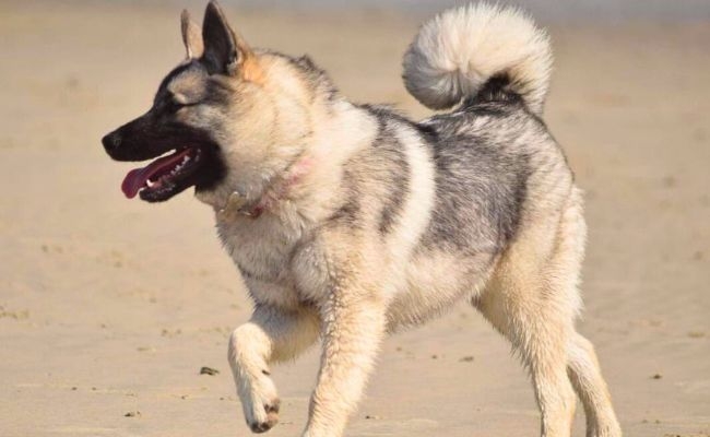 Mila, the Norwegian Elkhound