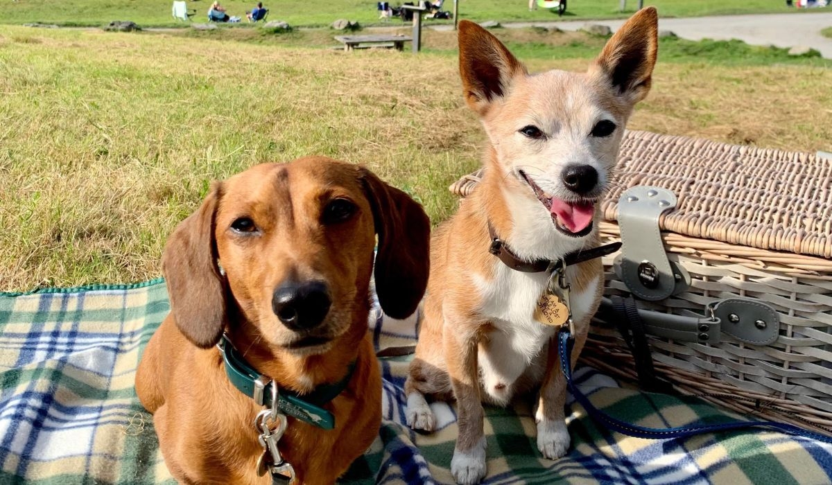 Doggos Hugo and Louis enjoying a picnic in the park