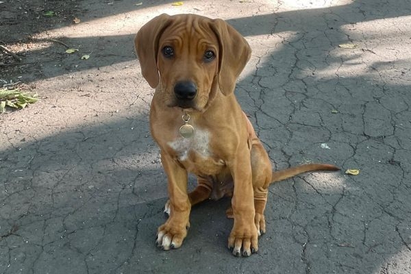 Chester, the Rhodesian Ridgeback