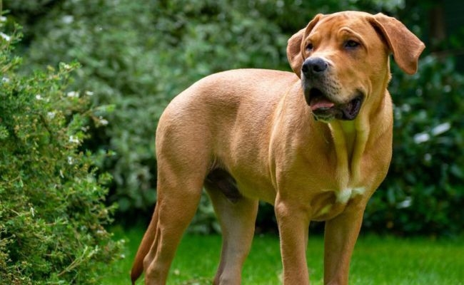 Doggy member Monty, the Mastiff standing in the garden enjoying the gentle breeze