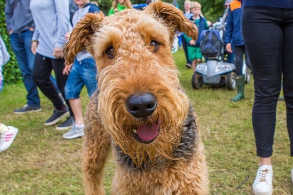 Fergus, the Airedale Terrier