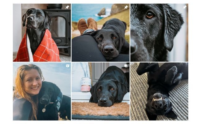 Mabel the Labrador's Instagram grid