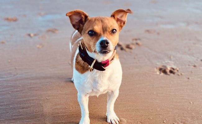 Darcy Russell, the Jack Russell Terrier standing on the shoreline