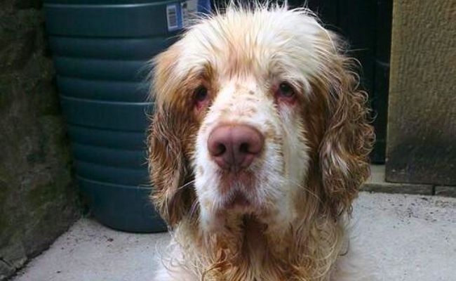 Hamish, the Clumber Spaniel