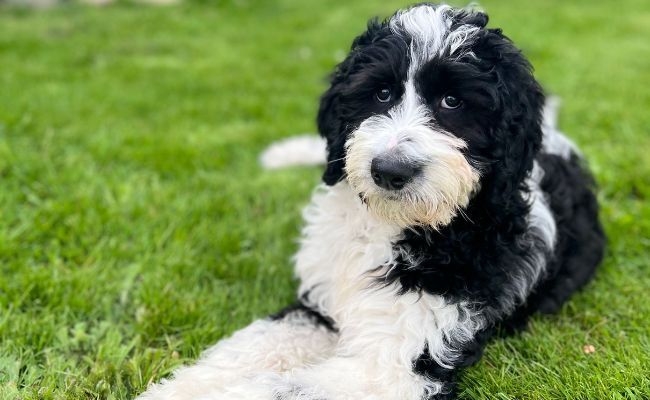 Millie, the Goldendoodle