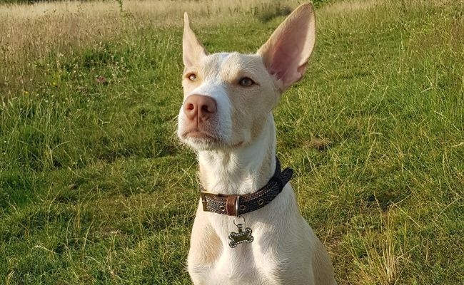 Doggy member Bella, the Podenco Canario waiting for a treat as she sits on her evening walkies