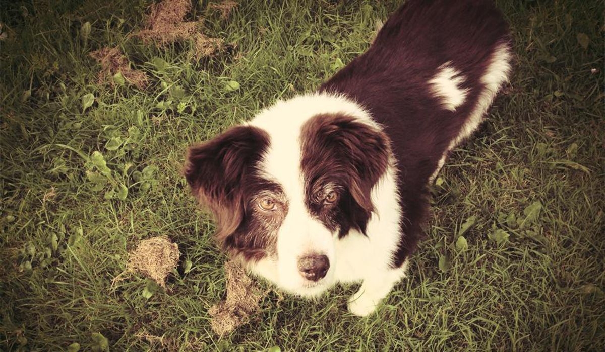 Saoirse, a Spaniel x Collie, stands on grass looking up at the camera