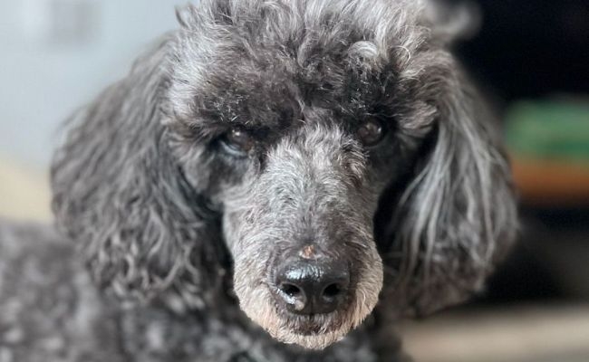 Bertie, the miniature poodle