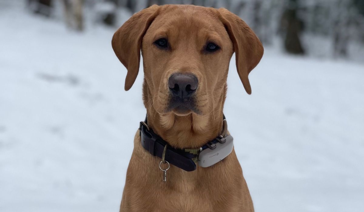 A Labrador retriever in the snow.