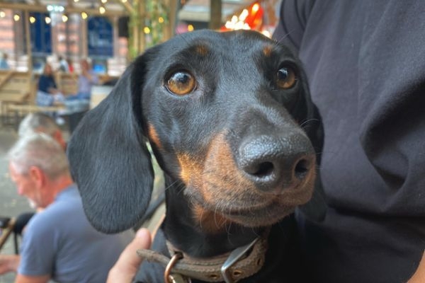 George, the Miniature Dachshund