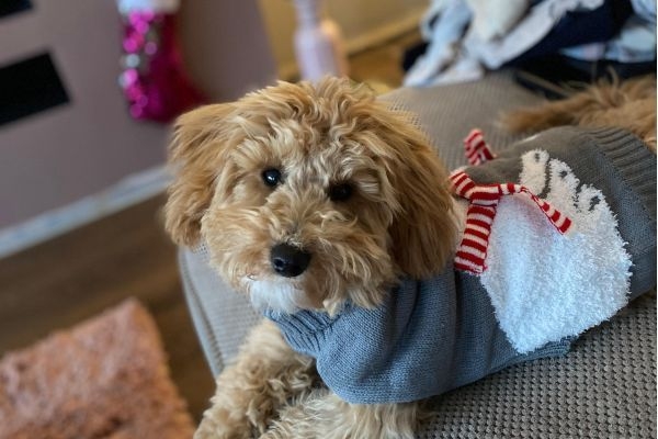 Minnie, the Cross Breed, in a Christmas doggy jumper