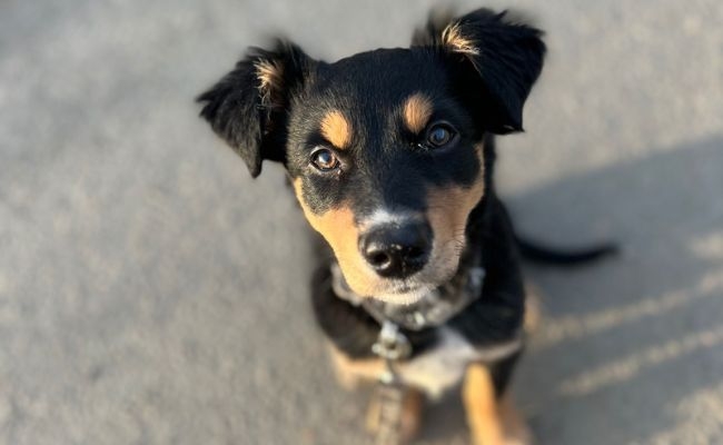 Pippa, the Australian Kelpie