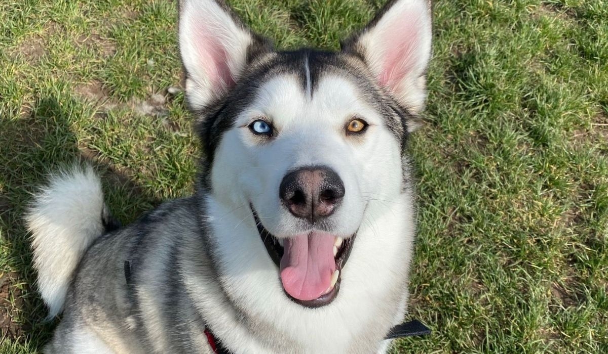 A large, wolf-like dog with white and grey fur, short, triangular, alert ears and a big, bushy tail with one eye blue and one brown sits on the grass and looks at the camera