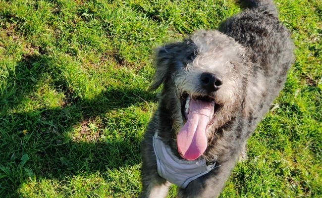 Lupin, the Bedlington Terrier